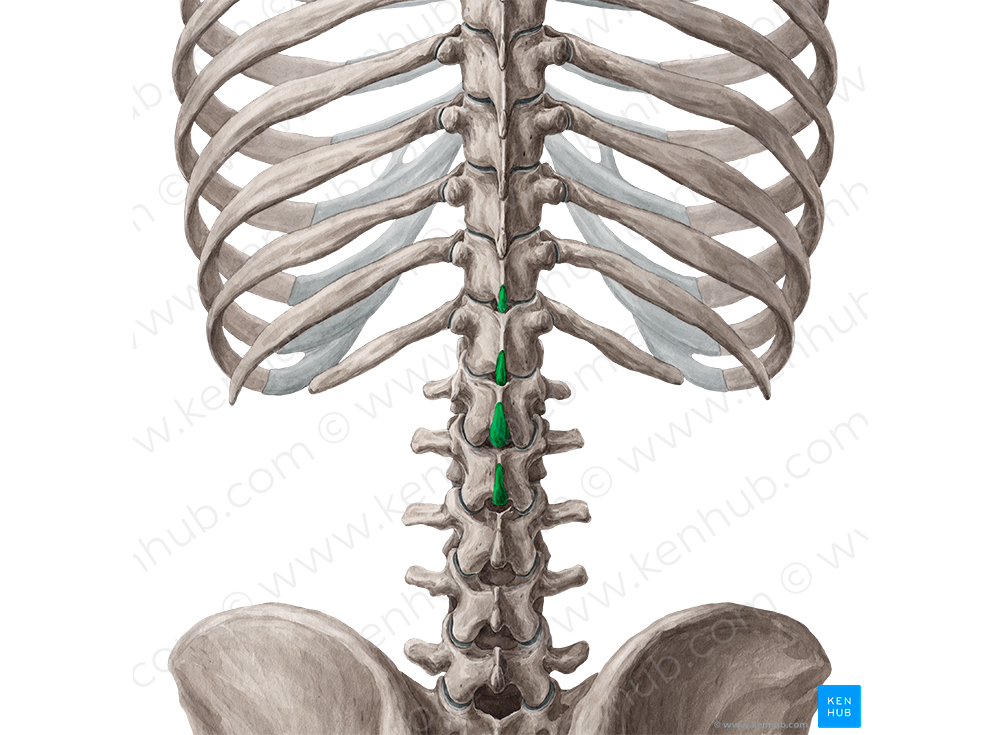 Spinous processes of vertebrae T11-L2 (#8265)