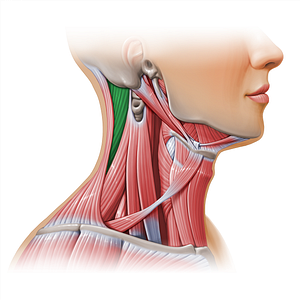 Splenius capitis muscle (#11156)