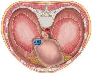 Mediastinal part of parietal pleura (#7736)