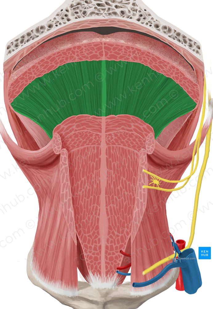 Vertical muscle of tongue (#6180)