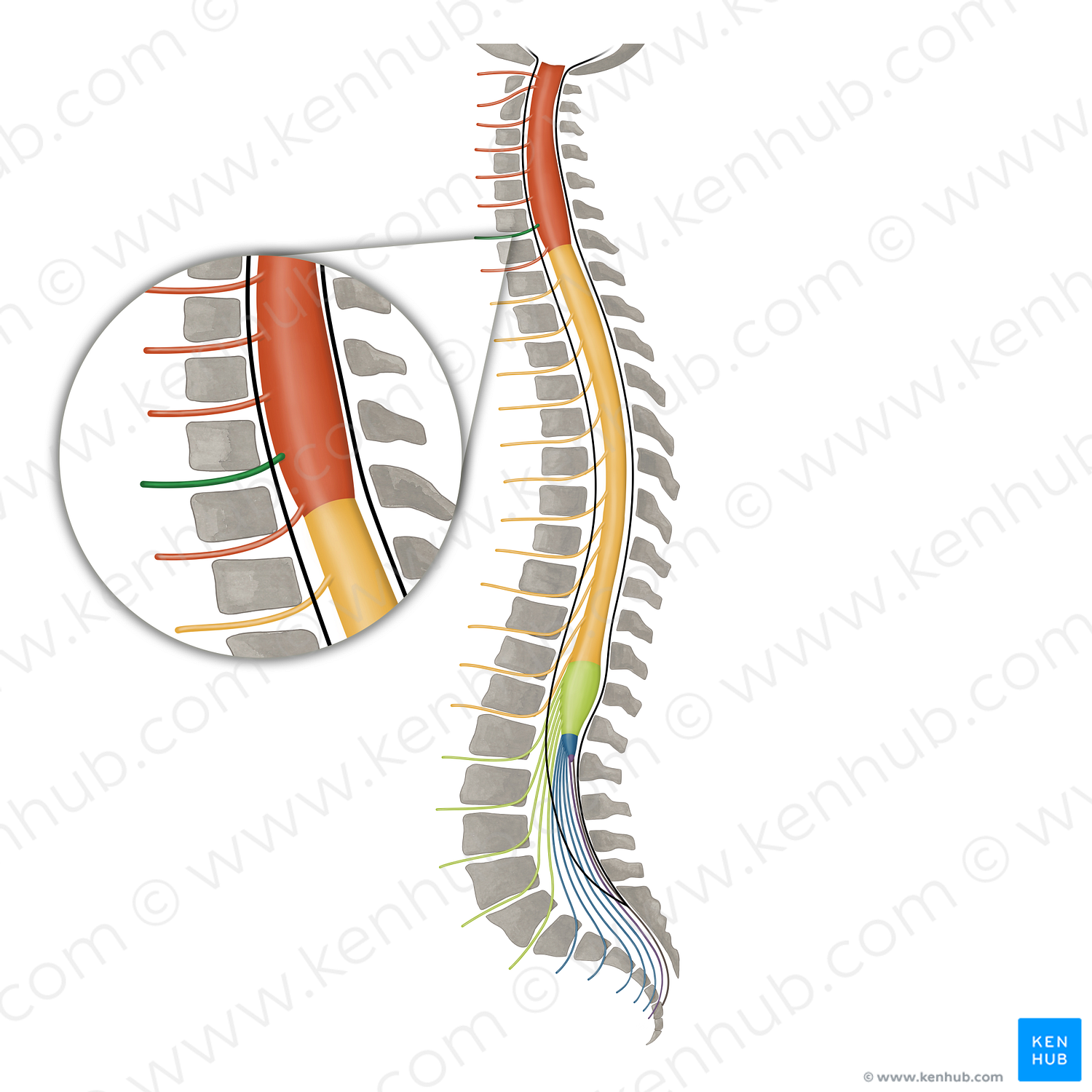 Spinal nerve C7 (#16098)
