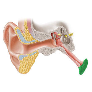 Pharyngeal opening of auditory tube (#20241)