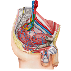 Left internal iliac artery (#1433)