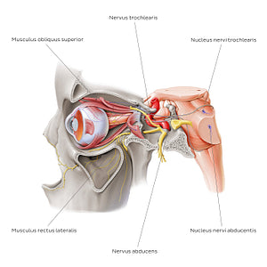 Trochlear and abducens nerve (Latin)