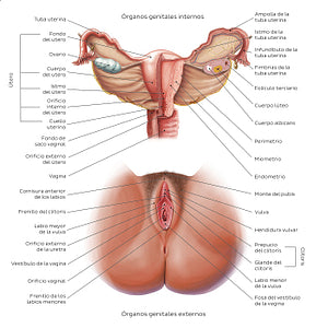 Female reproductive system (Spanish)