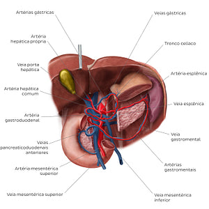 Hepatic portal vein (Portuguese)
