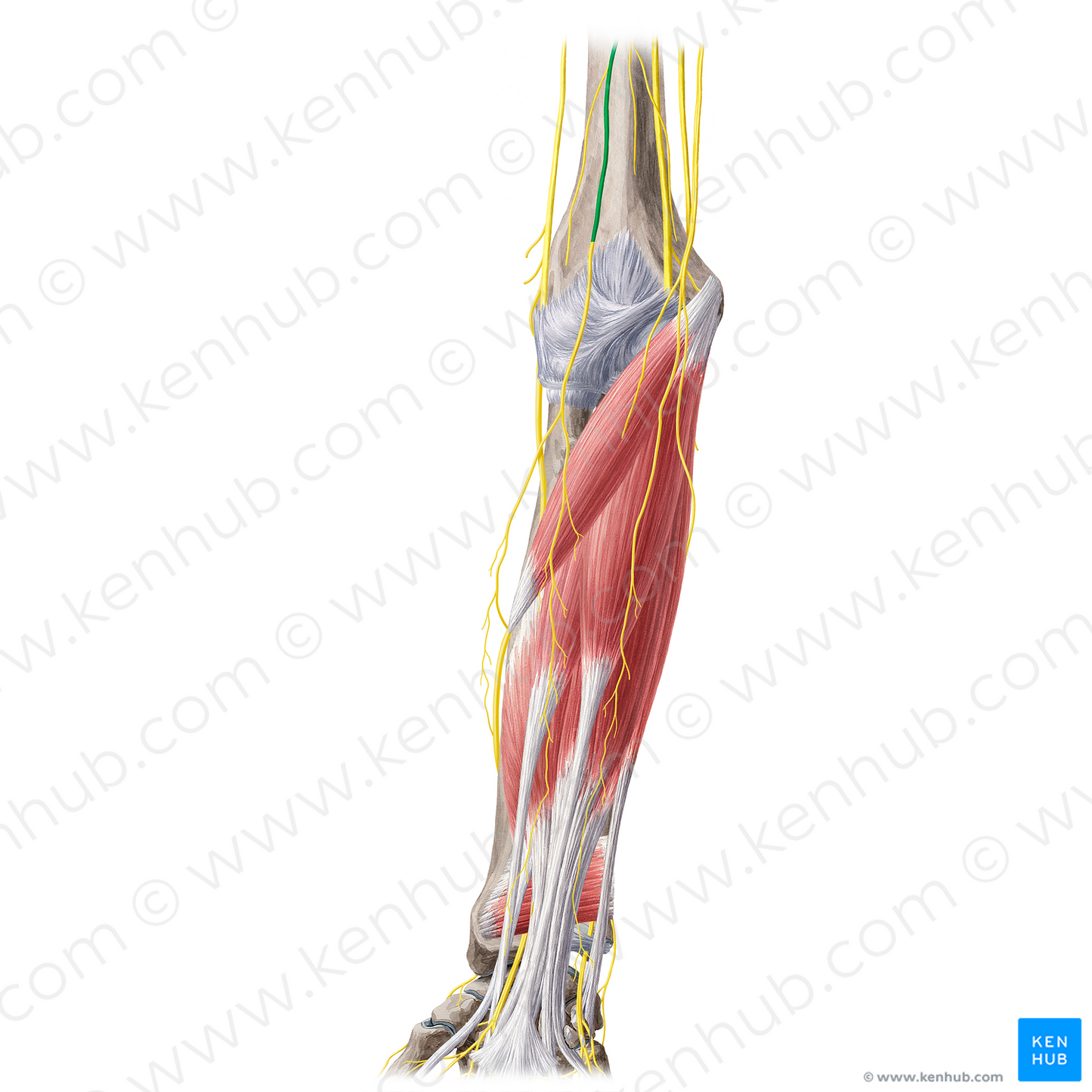 Musculocutaneous nerve (#20448)