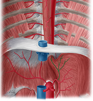 Esophageal branches of left gastric artery (#8526)