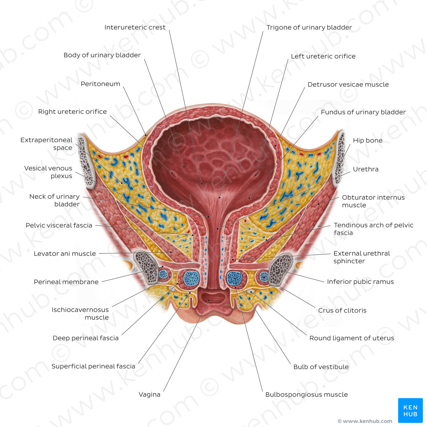 Female urinary bladder (English)