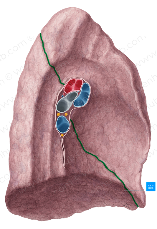 Oblique fissure of left lung (#3670)