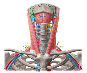 Facial vein (#10226)