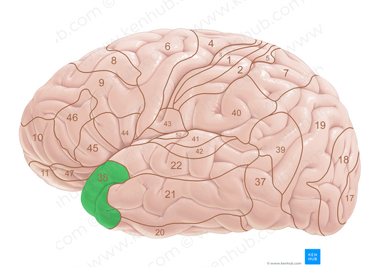 Brodmann area 38 (#18046)