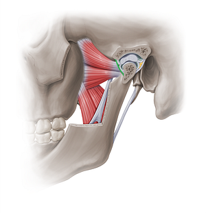 Anterior articular capsule of temporomandibular joint (#18949)