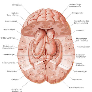 Thalamus (German)