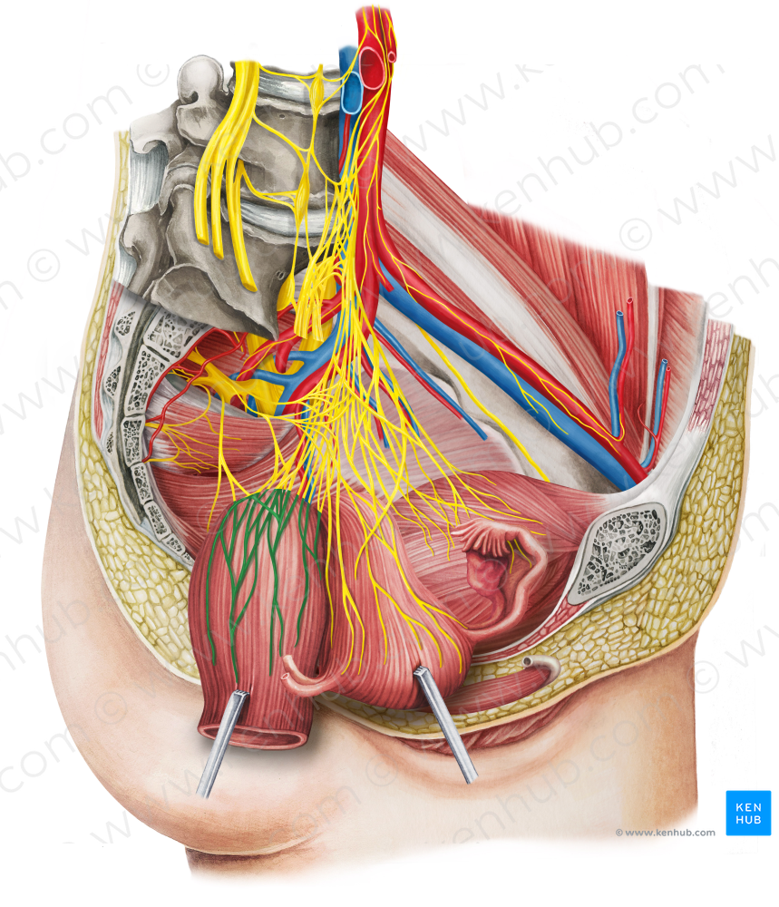 Left middle anorectal plexus (#8034)