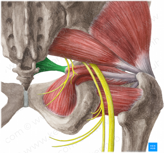 Sacrospinous ligament (#4613)