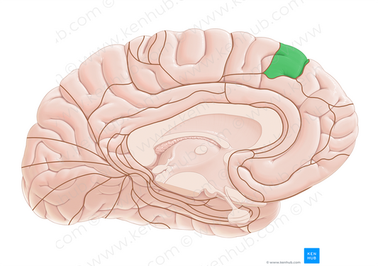 Brodmann area 8 (#17956)