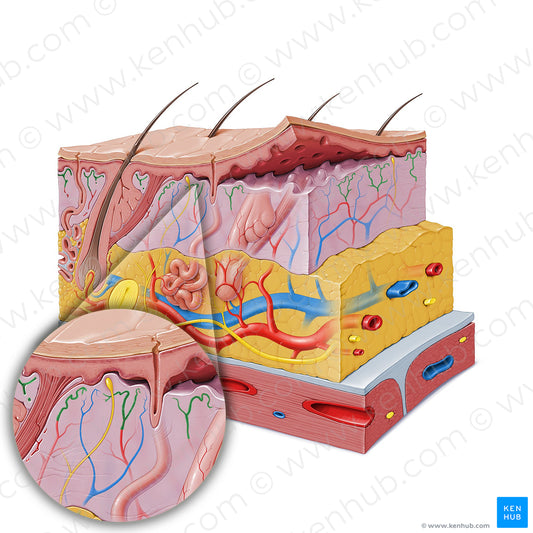 Subpapillary arterial plexus (#19846)