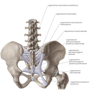Ligaments of the pelvis (Posterior view) (Latin)