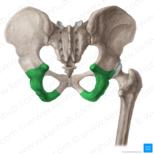 Ischium (#16056)