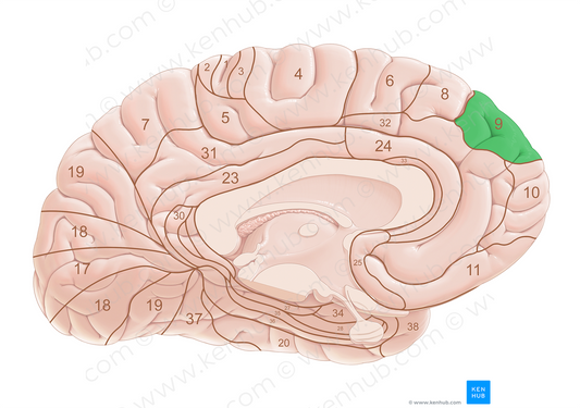 Brodmann area 9 (#18018)