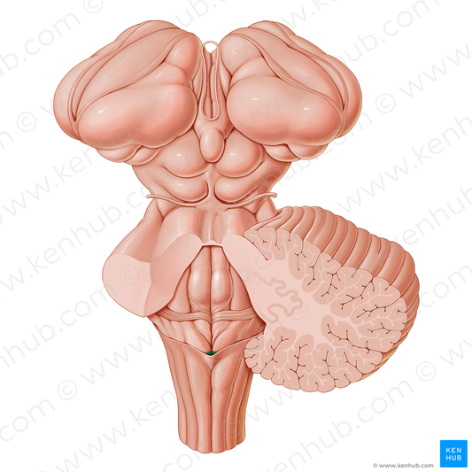 Opening of central canal of spinal cord (#21215)