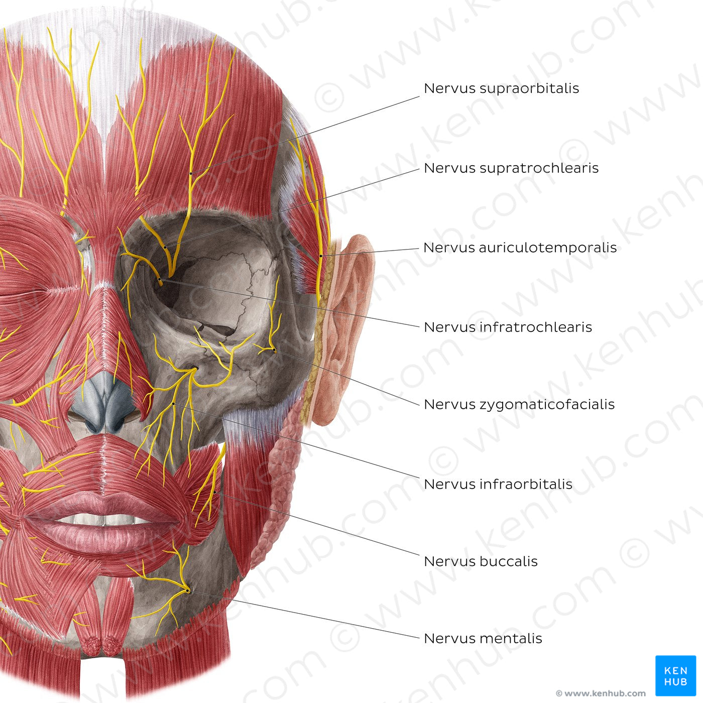 Nerves of face and scalp (Anterior view: deep) (Latin)