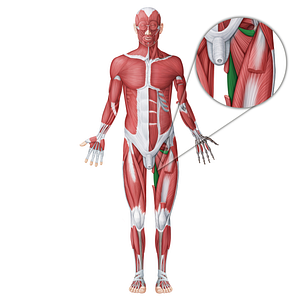 Adductor magnus muscle (#18640)