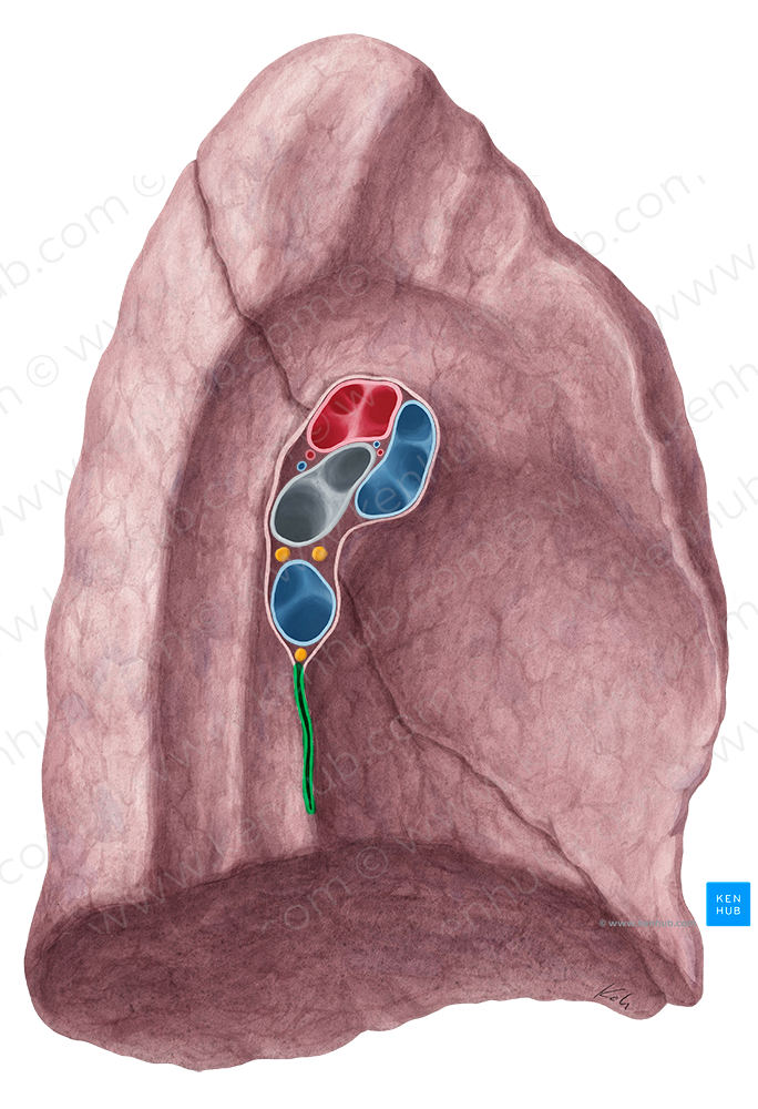 Left pulmonary ligament (#4606)