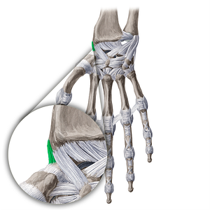 Radial collateral ligament of wrist joint (#4484)