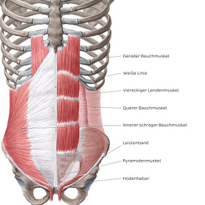 Muscles of the abdominal wall (German)
