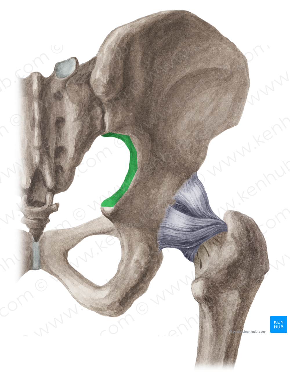 Greater sciatic notch of hip bone (#4291)