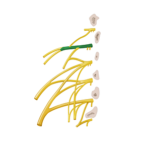 Anterior ramus of spinal nerve L1 (#12876)