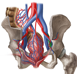 Right external iliac artery (#1404)