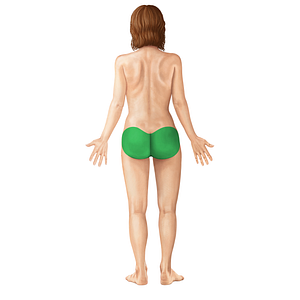 Gluteal region (#18390)