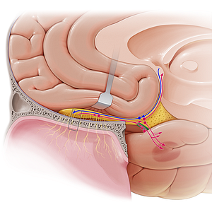 Lateral olfactory stria (#9189)