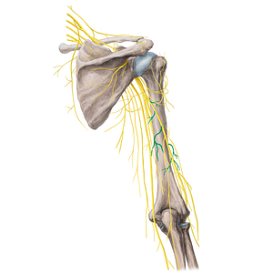 Muscular branches of radial nerve (#21765)