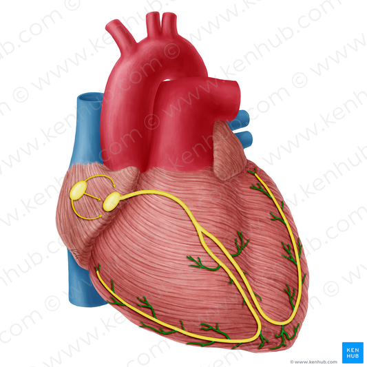 Subendocardiac branches of atrioventricular bundle (#20326)