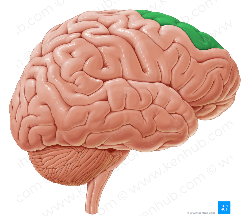 Superior frontal gyrus (#4180)