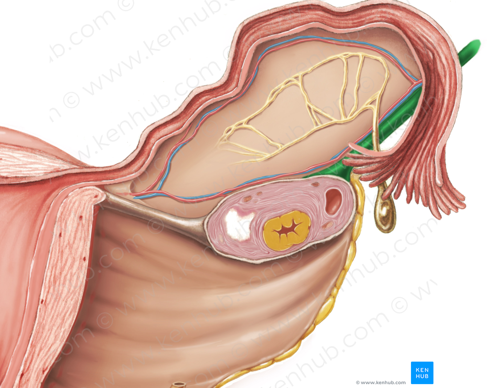 Suspensory ligament of ovary (#4624)