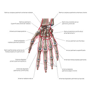 Arteries of the hand: Palmar view (Latin)