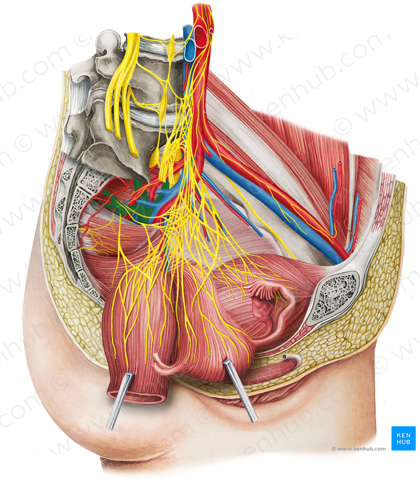 Sacral plexus (#8036)