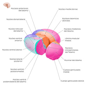 Thalamic nuclei (Spanish)