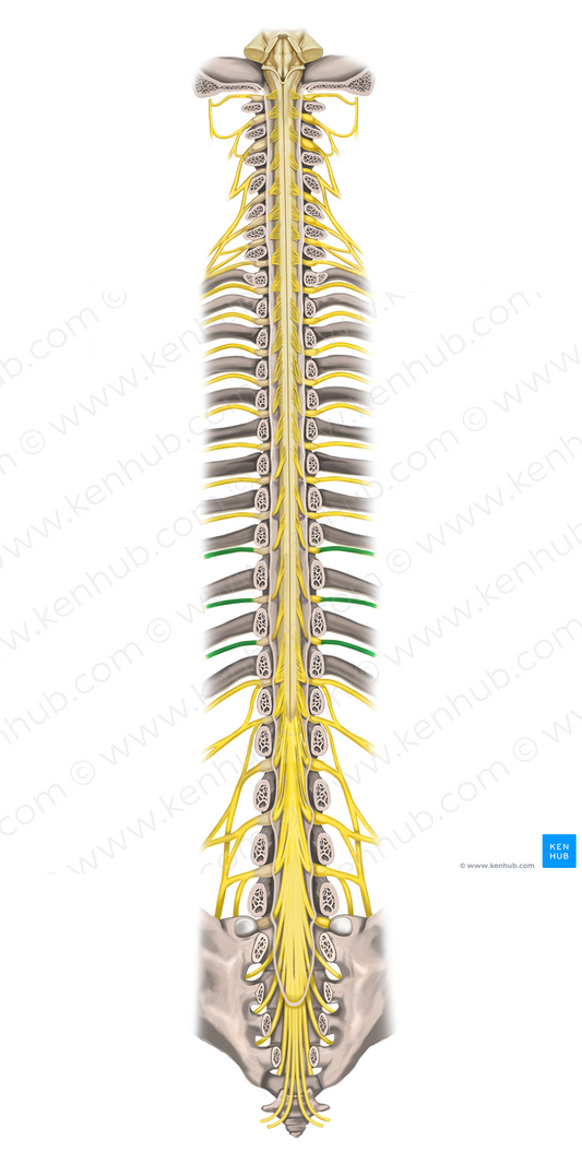 9th-11th intercostal nerves (#18533)