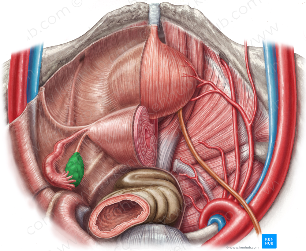 Ovary (#7582)