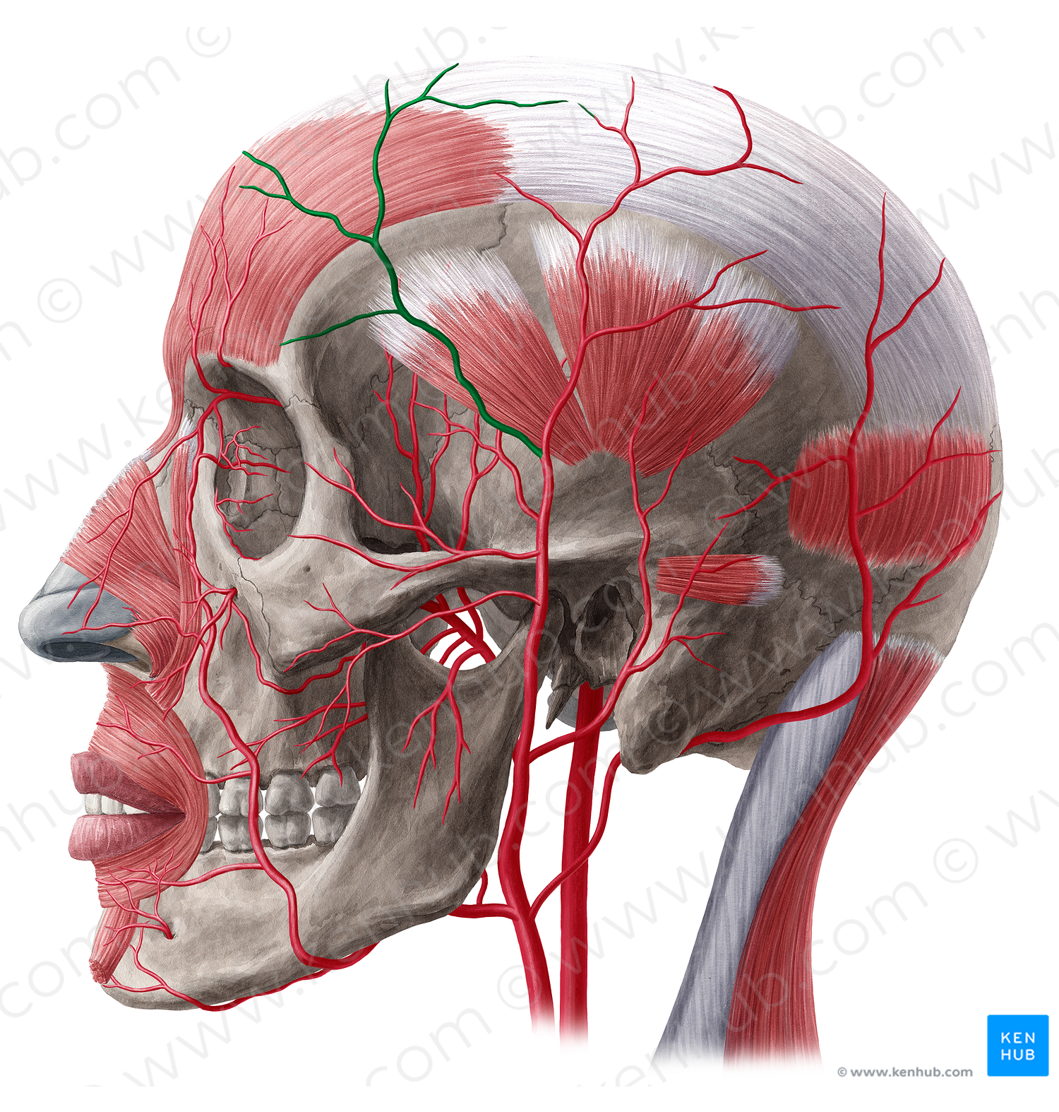 Frontal branch of superficial temporal artery (#20493)