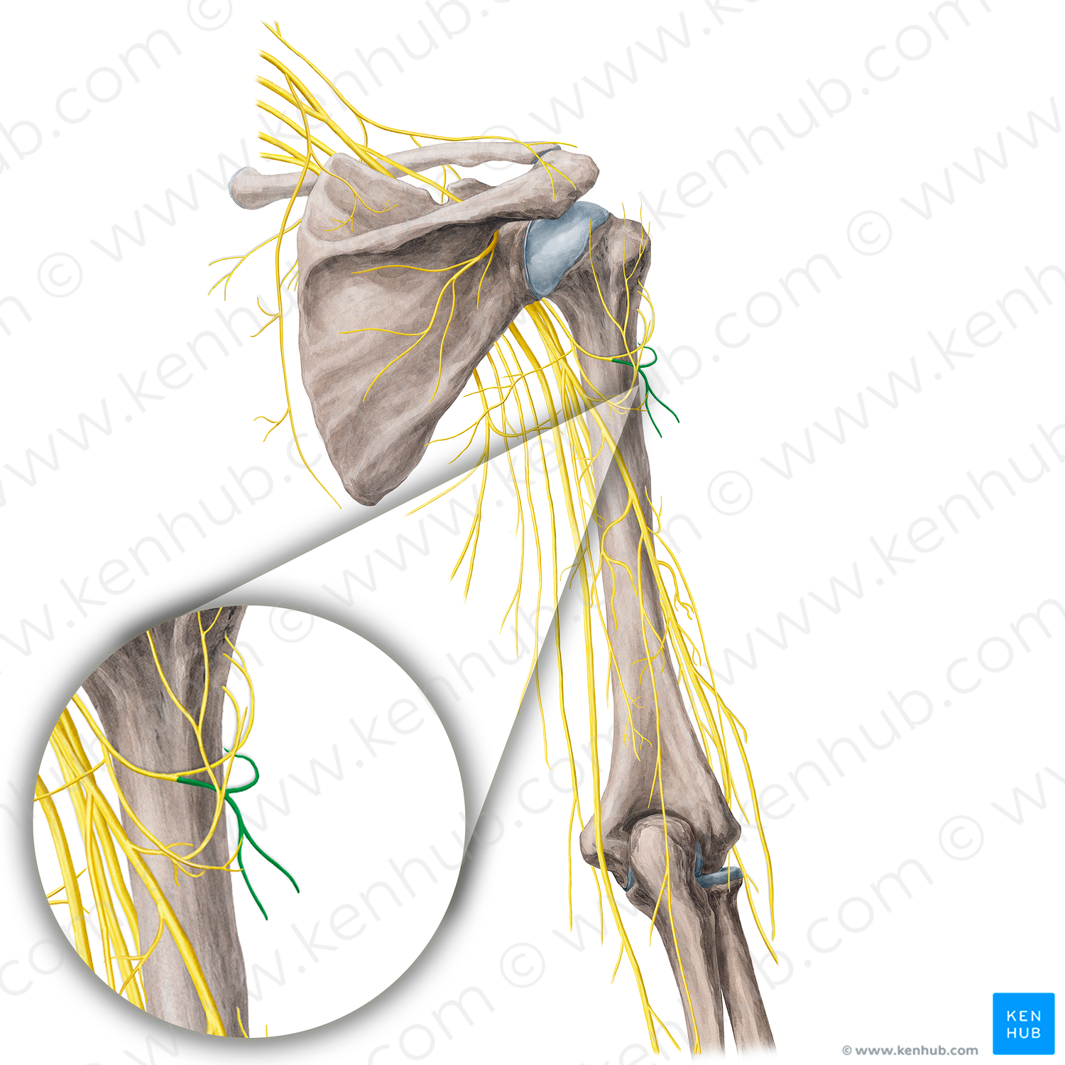 Posterior branch of axillary nerve (#21759) – Kenhub Image License Store