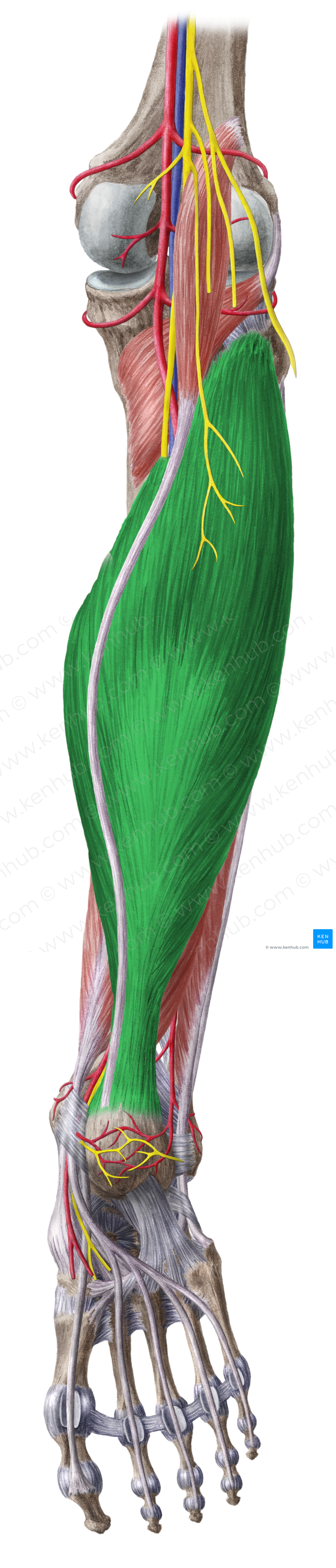 Soleus muscle (#5961)