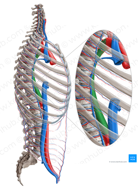 Descending thoracic aorta (#739)