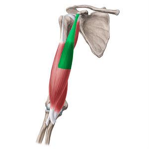 Short head of biceps brachii muscle (#2375)